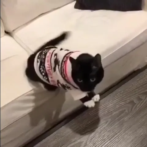 Кот исчезает под диваном