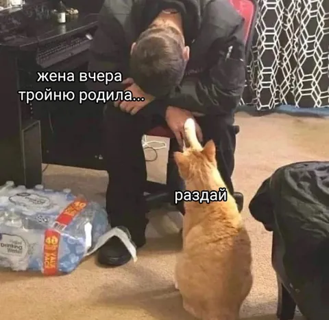 Жена родила тройню, раздай