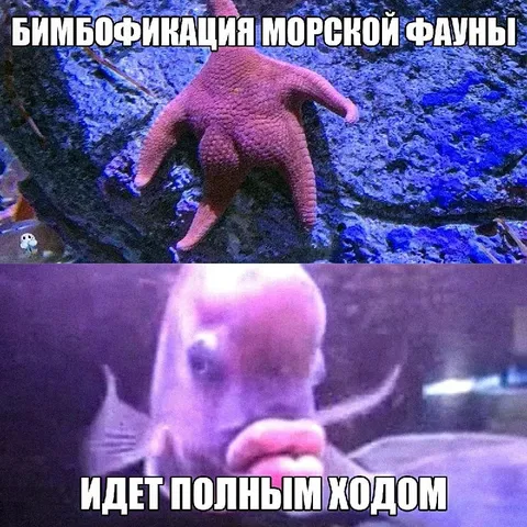 Бимбофикация морской фауны