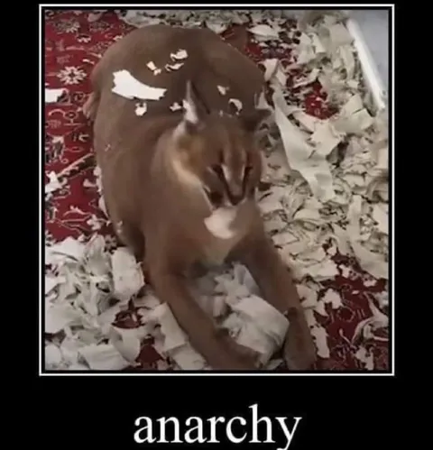 Anarchy Cat on the Carpet