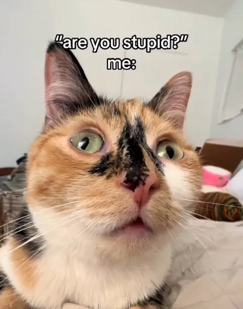 Are You Stupid Cat Reaction
