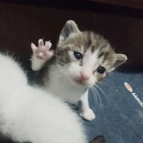 Котёнок машет лапкой