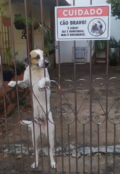 Cão bravo, mas bonitinho