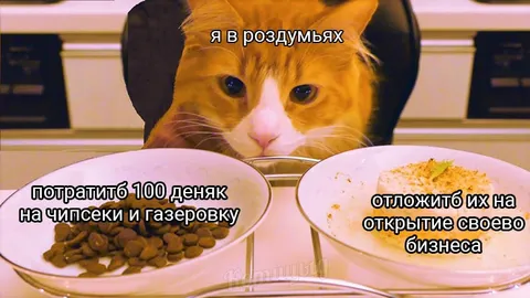 Кот выбирает между тратами и бизнесом