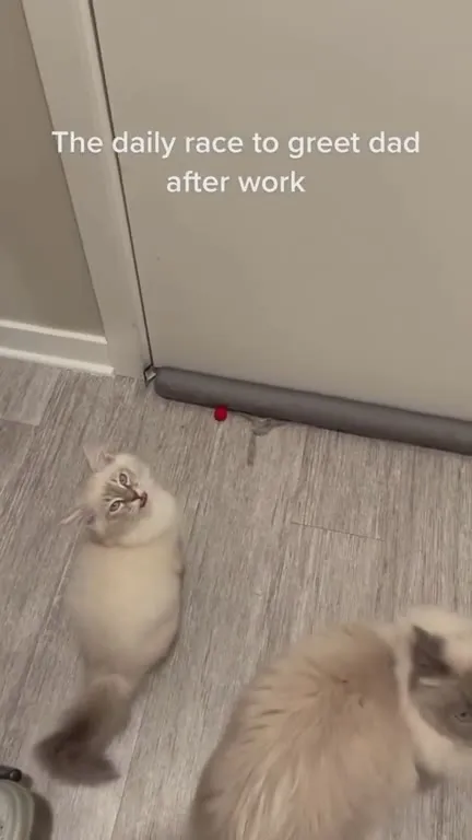 Kittens Race to Greet Dad