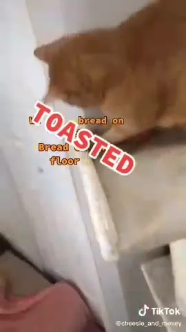 The Cat Is the Manager