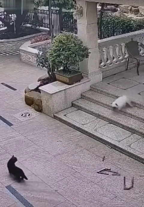 Кот проиграл невидимую драку