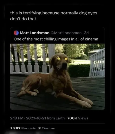Terrifying Dog Eyes