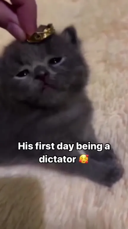 Kitten Becomes a Dictator