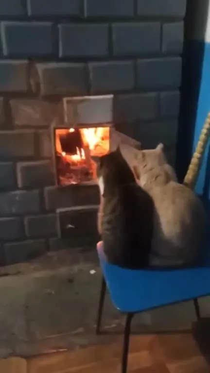 Коты греются у печки