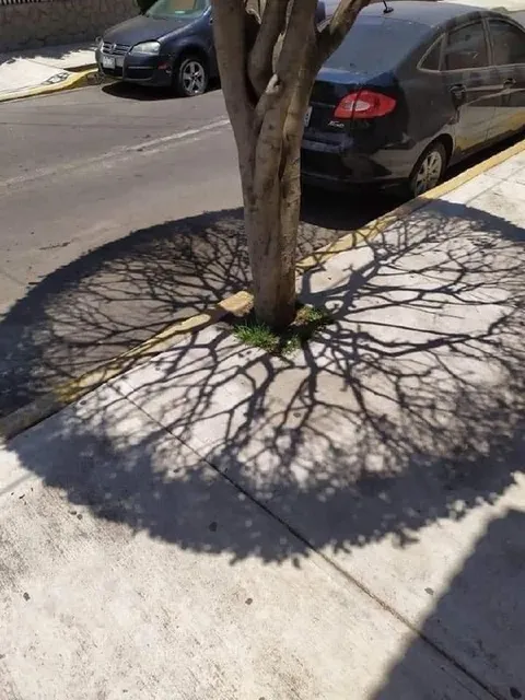 Дерево на тротуаре