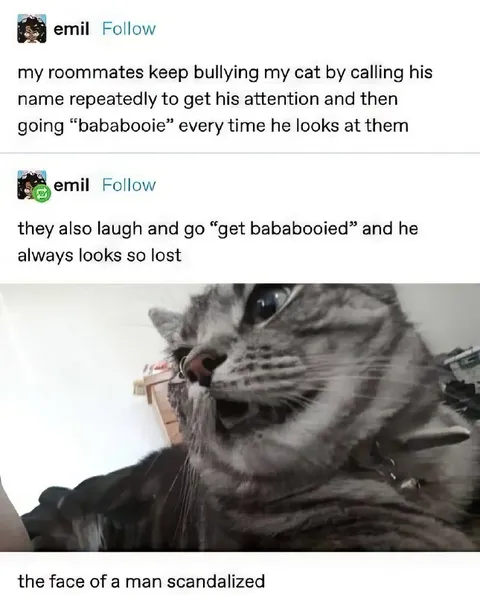 Cat Gets Bababooied