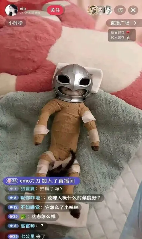 戴银色头盔的小猫咪