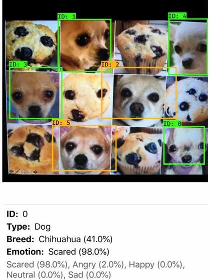 Chihuahua or Muffin Confusion