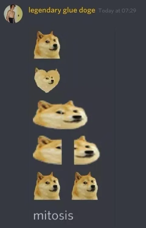 Doge Undergoing Mitosis