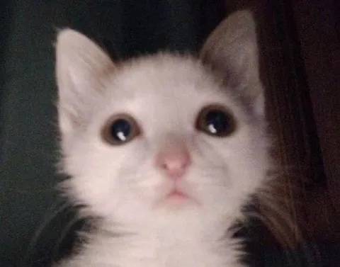 Милый котёнок смотрит в камеру