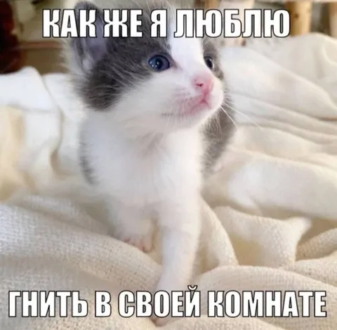Котёнок хочет домой