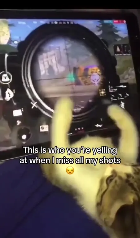 Cat Ruins My Aim