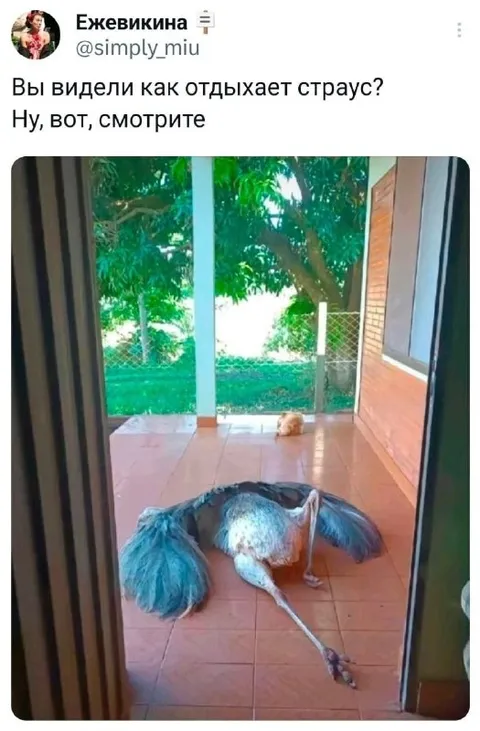 Как отдыхает страус
