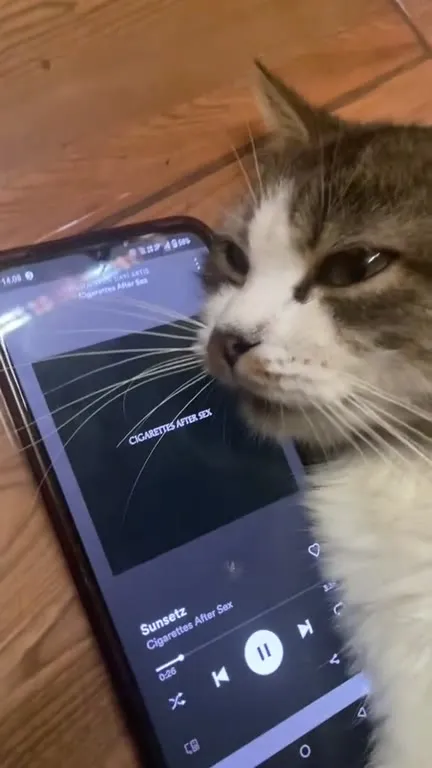 Cat Vibing to Cigarettes After Sex