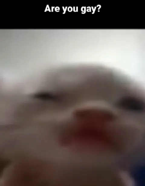 Are You Gay Cat