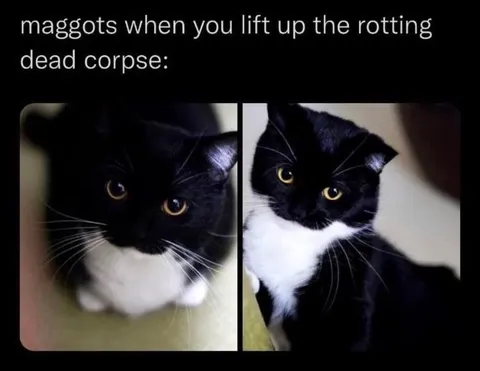 Maggots When You Lift the Corpse