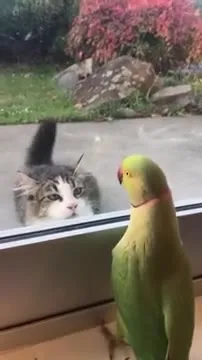 Попугай и кот за окном