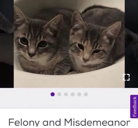 Felony and Misdemeanor Cats