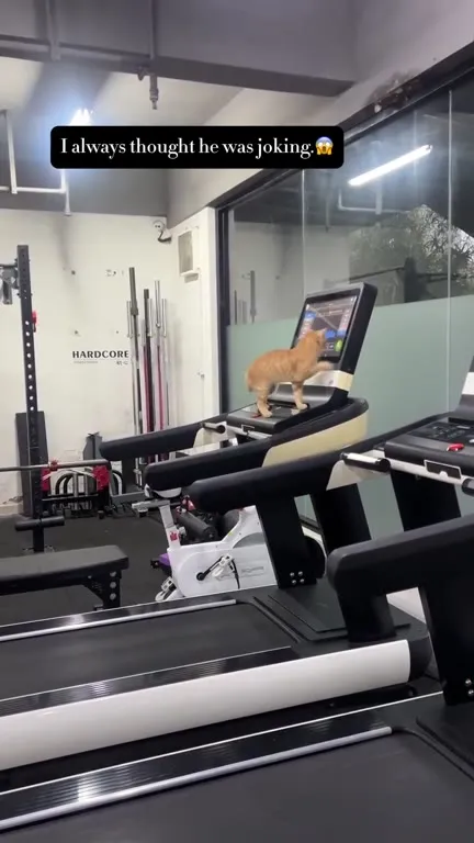 Cat Runs More Than Me