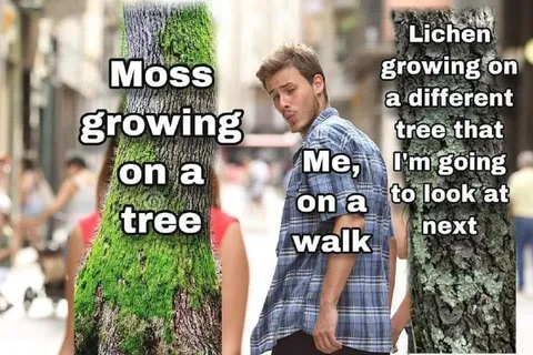 Distracted by Lichen on a Walk