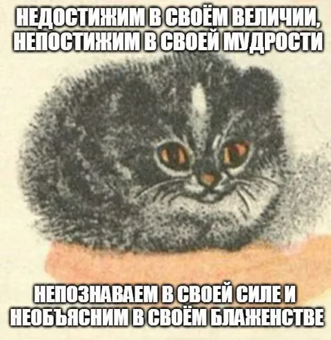 Непостижимый кот в блаженстве
