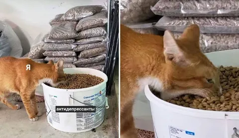 Кот ест антидепрессанты