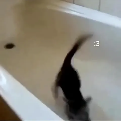 Коты под грустную песню