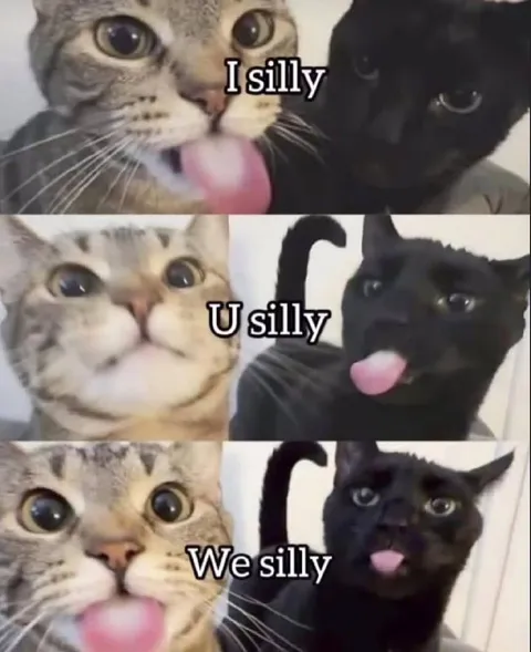 I Silly U Silly We Silly Cats