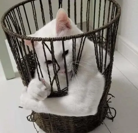 Кот в клетке из корзины
