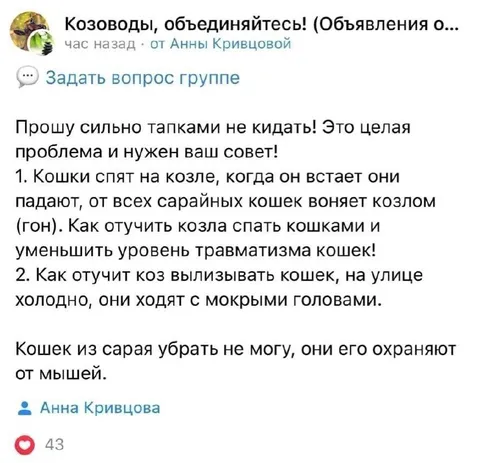 Кошки спят на козле