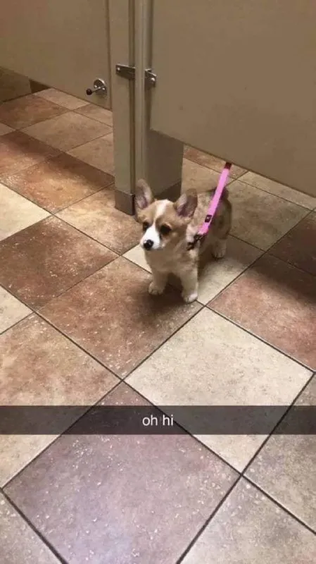 Oh hi corgi in the restroom