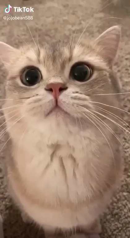 Кот с огромными глазами