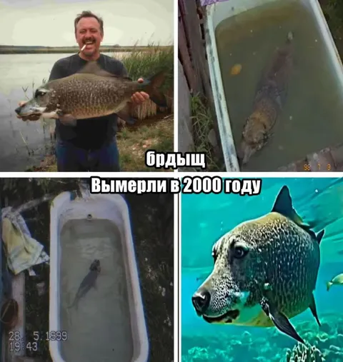 Рыбы вымерли в 2000 году