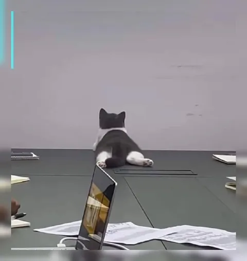 Кот на деловом совещании