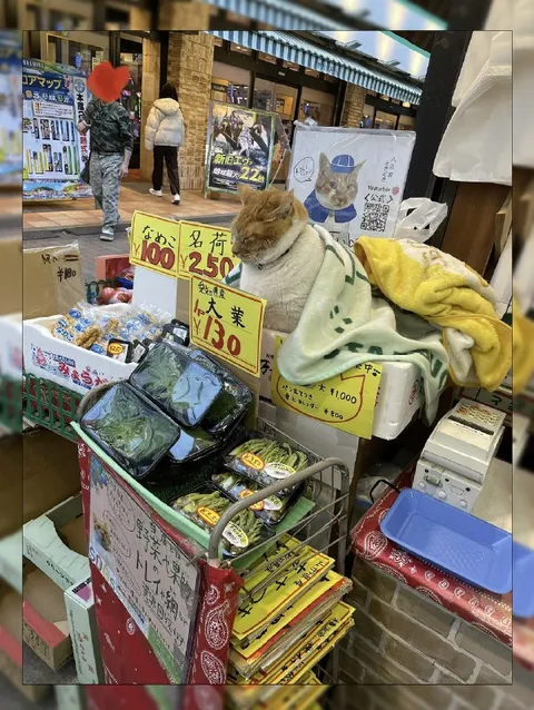 八百屋で売られる猫