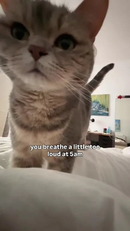 Cat Complains About Loud Breathing