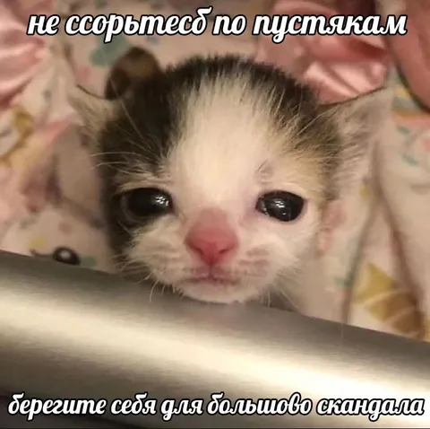 Котёнок для большого скандала