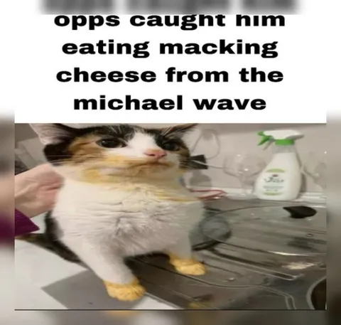 Cat Eating Mac and Cheese