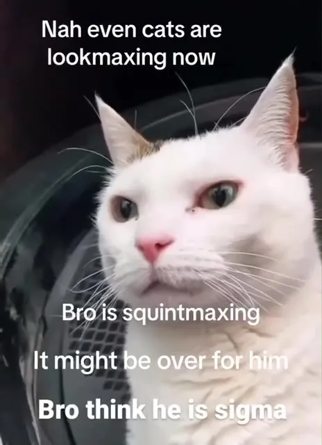 Sigma Cat Lookmaxxing