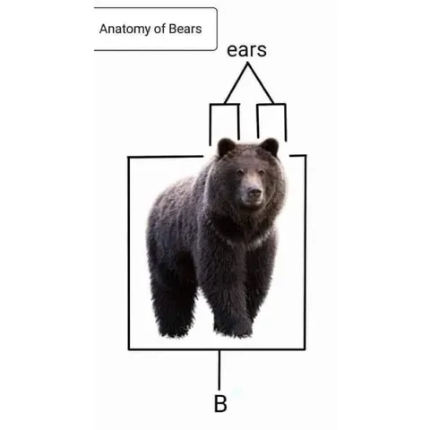 Anatomy of Bears Diagram