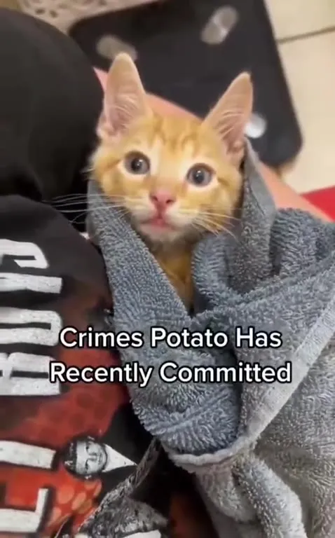 Crimes Potato Has Recently Committed