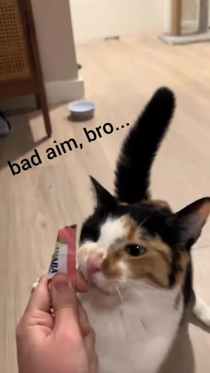 Bad Aim, Bro Cat