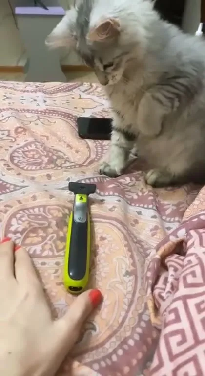 Котёнок испугался бритвы