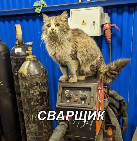 Кот-сварщик на аппарате